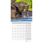 Календар Ackermann Elefanten - Слонове, 2023 година