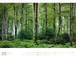 Календар Ackermann Wald - Гори, 2023 година, 66 x 50 см