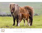 Календар Ackermann Wilde Pferde - Диви коне, 2023 година
