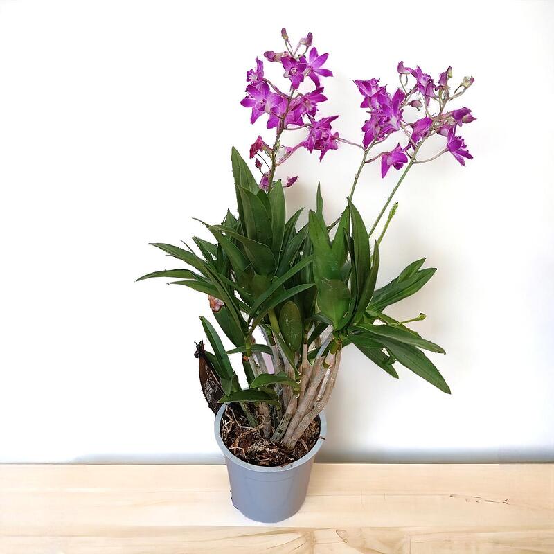 Dendrobium Nobile () Dendrobium Nobile