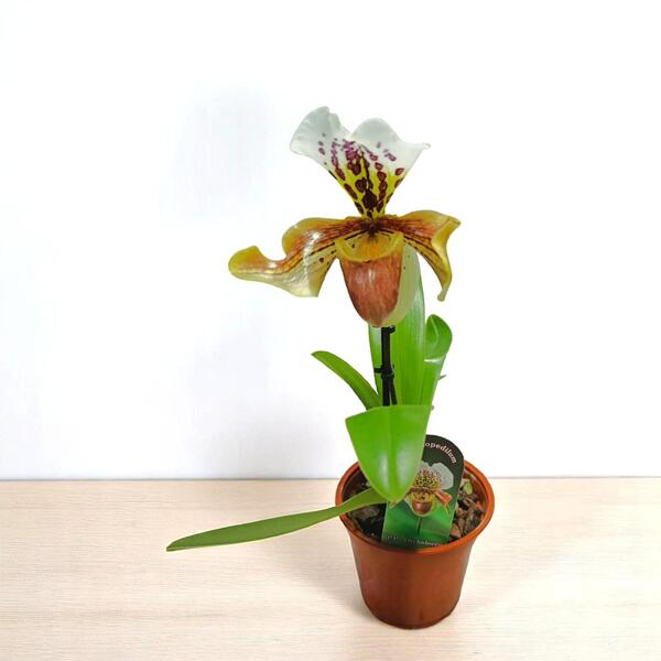 Pantiessiz yubkada ni onlayn tomosha qiling Ormonda ikki jinsiy aloqa