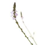 БАХ МОНО Vervain 20 мл.