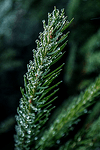 Pine