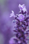 Lavender Supreme