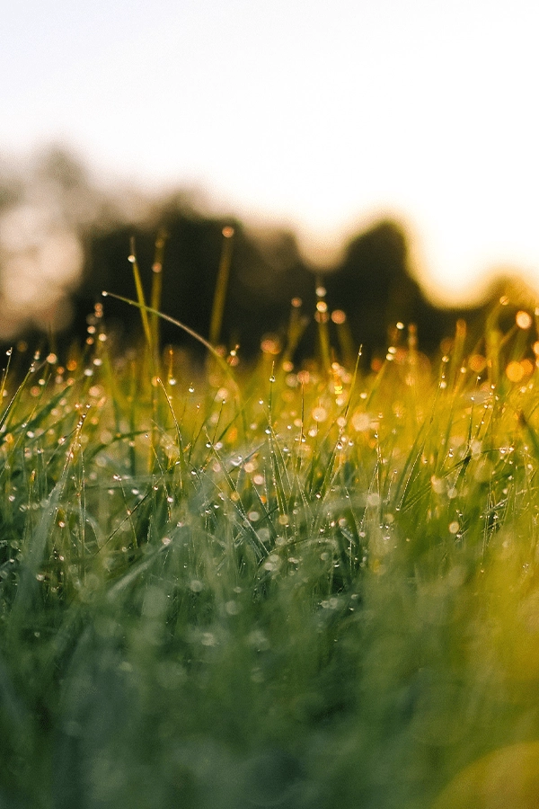 Fresh Cut Grass