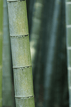 Bamboo