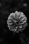 Black Dhalia