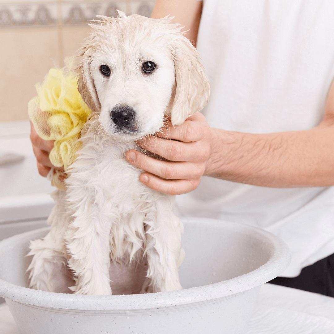 Larje+Tharje+Prerje Thonjsh+Larje Dhëmbësh për Qen të Vegjël