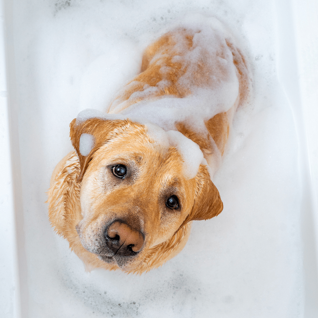 Larje+Tharje+Prerje Thonjsh+Larje Dhëmbësh për Qen mesatar/të Mëdhenj