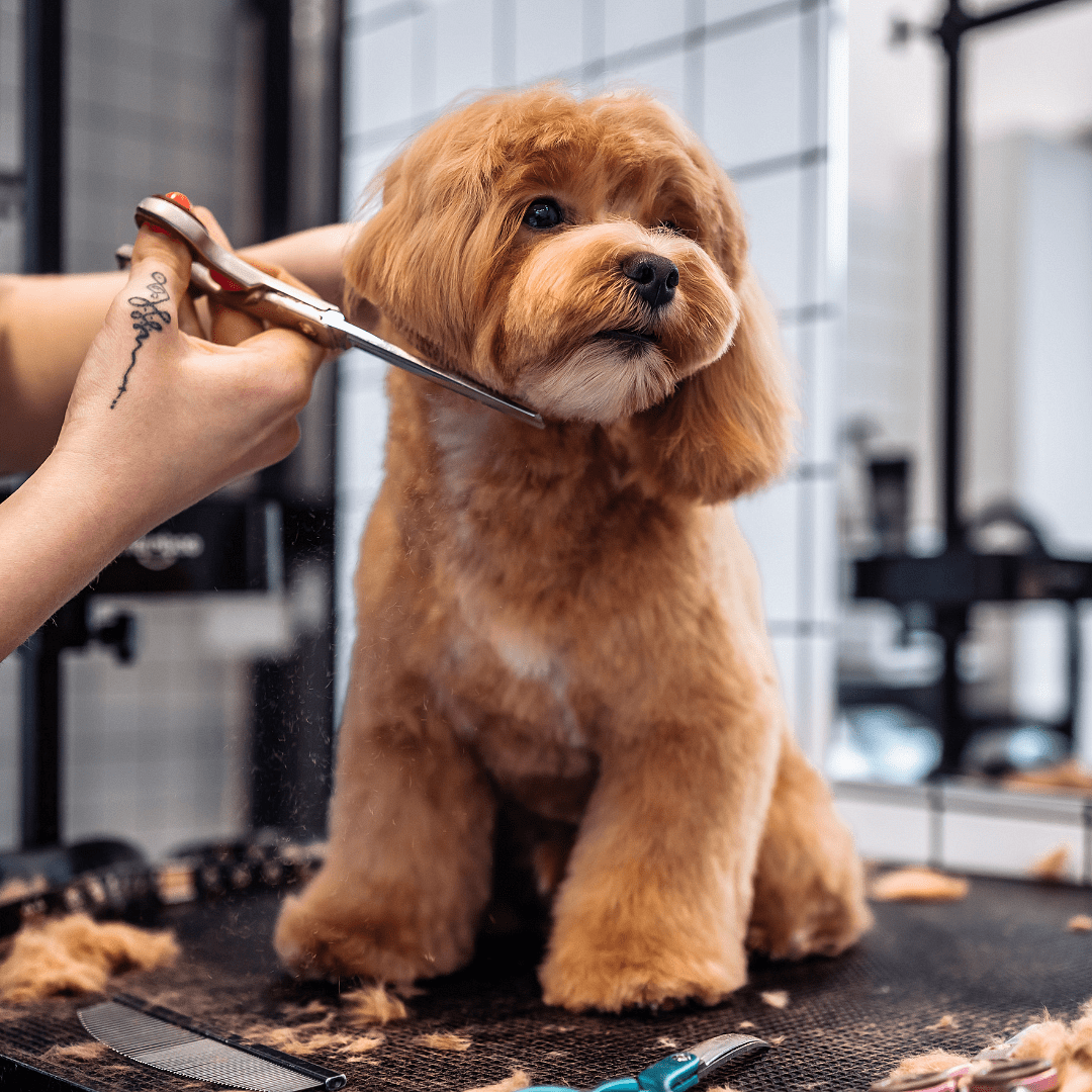 Qethje+Larje+Tharje+Prerje Thonjsh+Larje Dhëmbësh për Qen të Vegjel