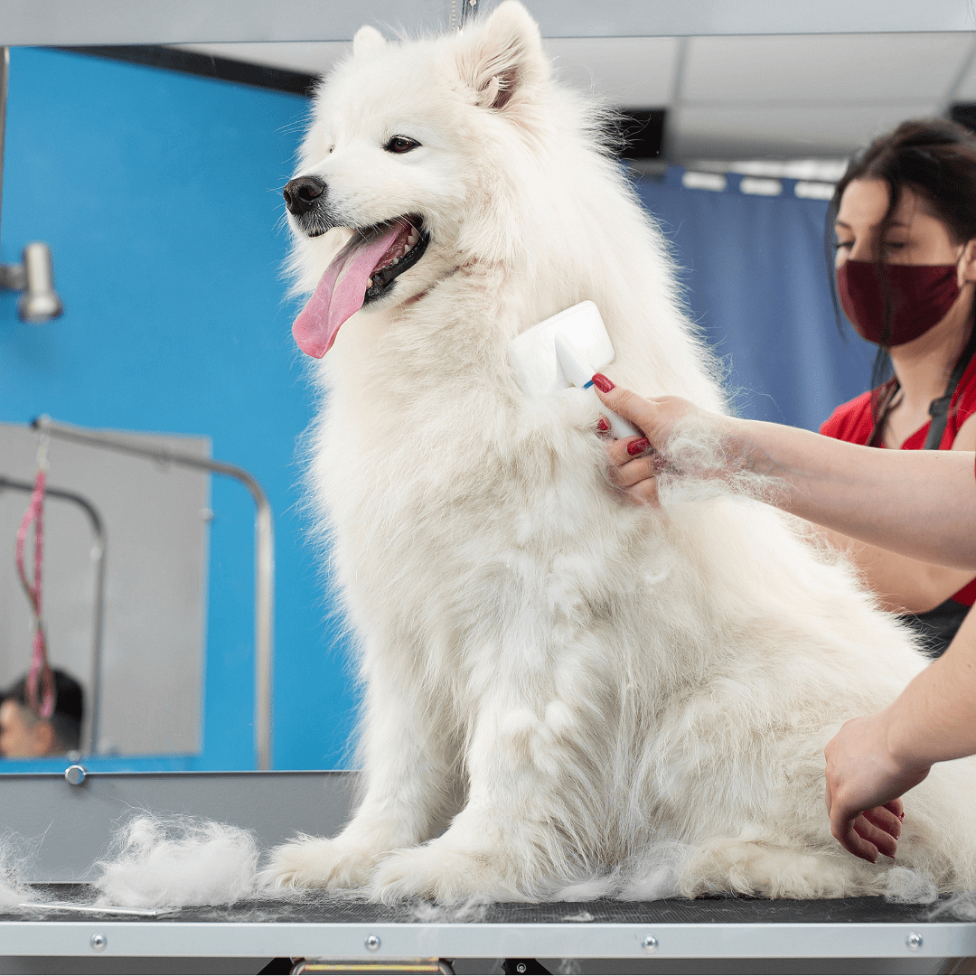 Qethje+Larje+Tharje+Prerje Thonjsh+Larje Dhëmbësh për Qen Mesatar/të Mëdhenj