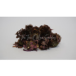 Echinacea purpurea Flowers | Echinacea Tea  | Dried