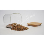 Coriander Seeds | Coriandrum sativum