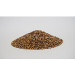 Coriander Seeds | Coriandrum sativum