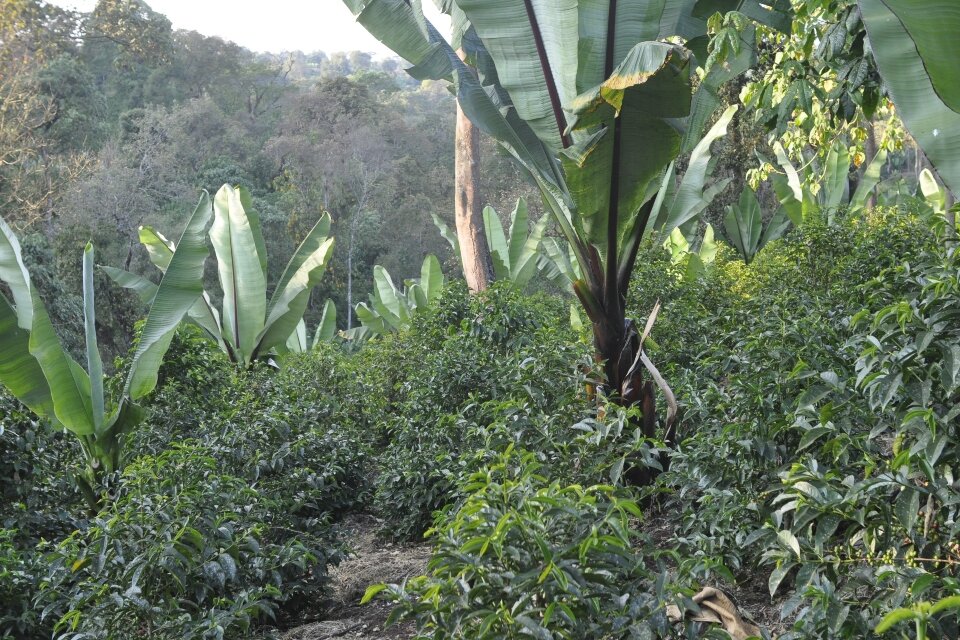 bio-coffee-dabov-5