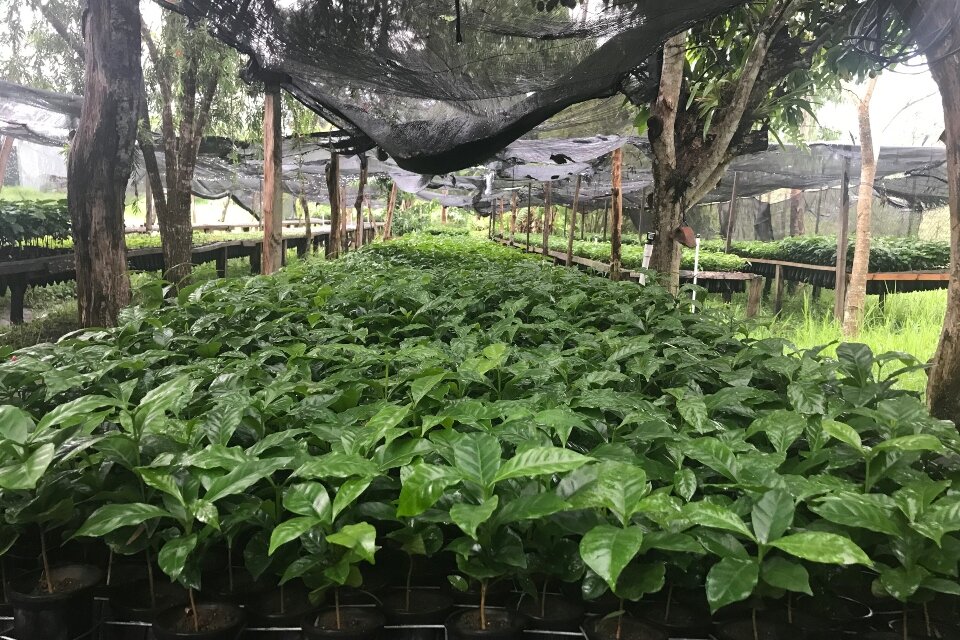 bio-coffee-dabov