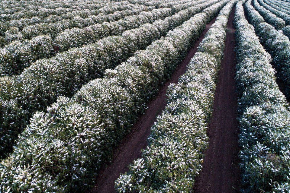 coffee-trees-blossom-fazenda-paraiso