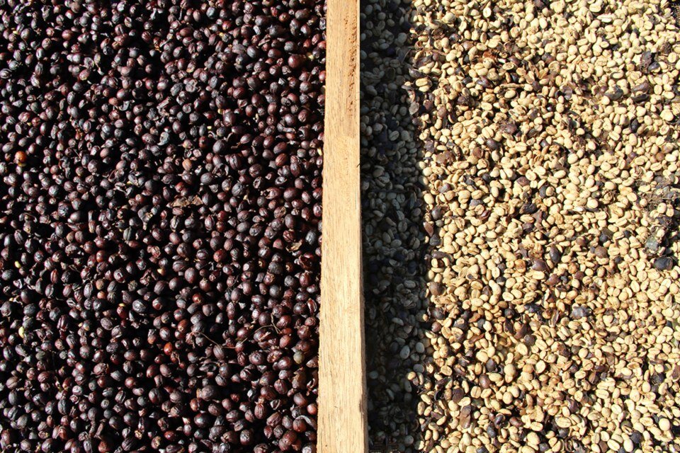 dry-coffee-fazenda-paraiso