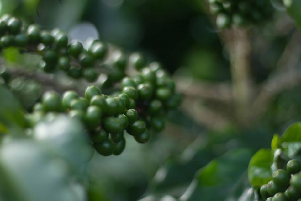 fazenda-paraiso