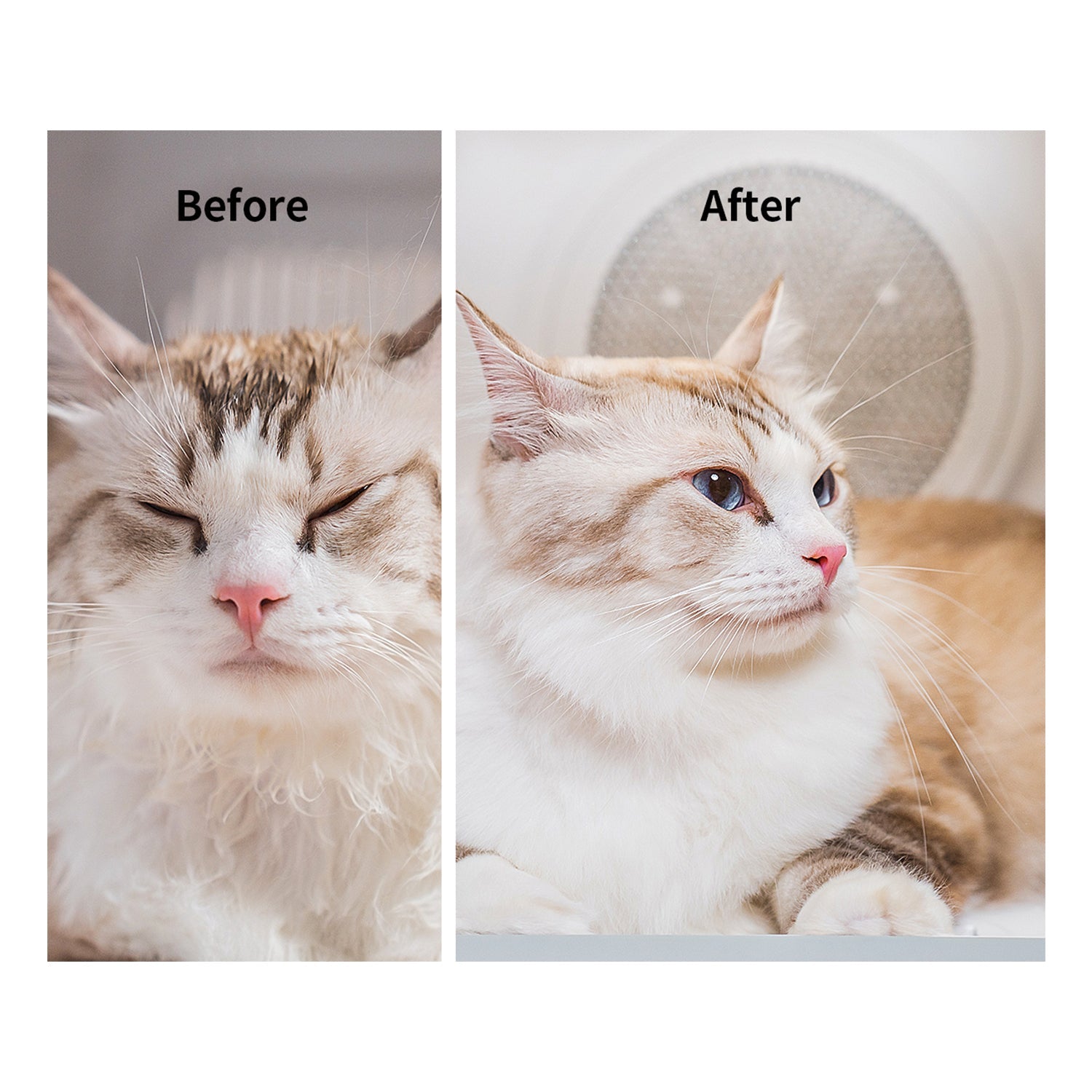 3airsalon-max-pro-pet-dryer-box-before-after-fur-results.jpg