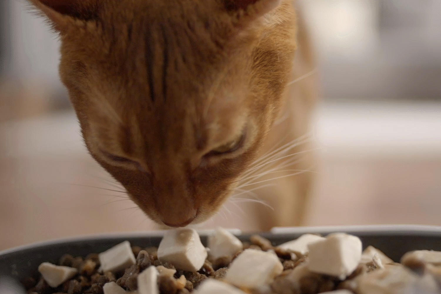 yumshare-solo-with-camera-17.gif