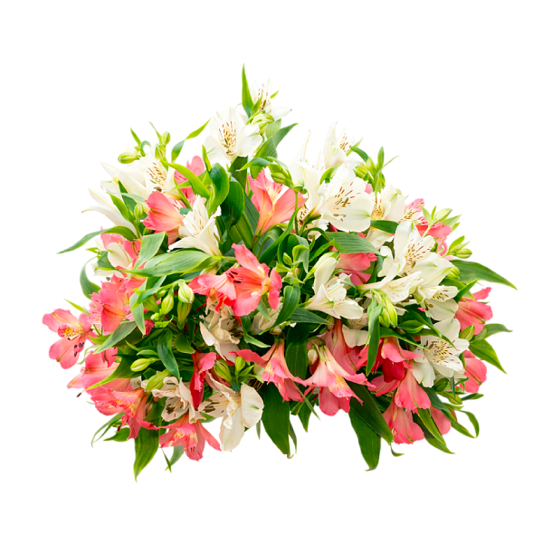 Алстромерия с лилиум