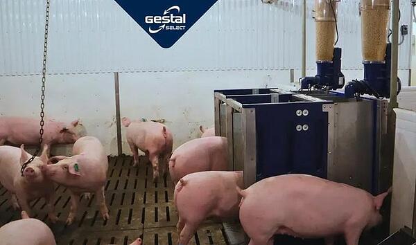 Miért a precíziós süldőtakarmányozás jelenti a kocatelepek sikerének alapját?