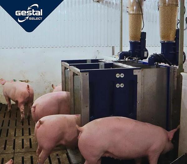 Növendék sertések (JYGA Gestal Select)