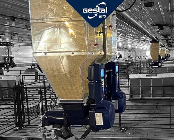 Hizlalda, Malacnevelő, Süldőnevelő (JYGA Gestal Evo)