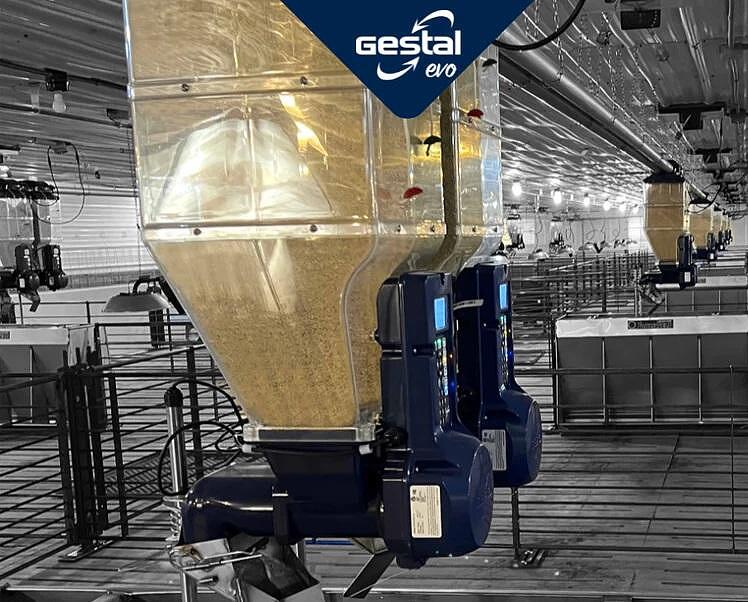 Hizlalda, Malacnevelő, Süldőnevelő (JYGA Gestal Evo)