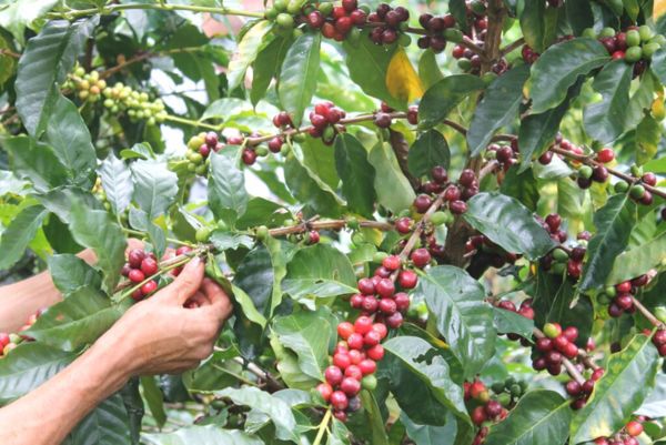 От плантациите до пазара на сурово кафе (2)