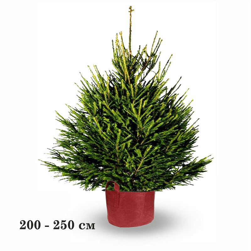 Летибит ашық порно секс Рольф Кэтлин порно