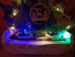 Мини Коледна горичка от 3 живи елхички във винтидж кашпа