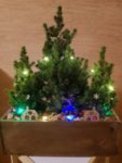 Луксозна дървена кашпа с "Коледна Горичка" от 3 бр. мини елхички
