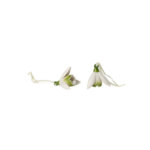 кокиче Villeroy & Boch, Mini Flower Bells Snowdrop